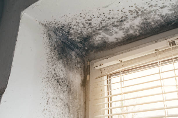 Affordable Attic Mold Remediation solutions in Blain, PA